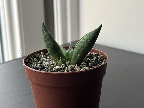 Sansevieria pyramid crown - ,