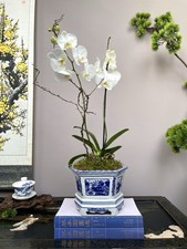 Traditional hexagon Orchid plant pot 2 Pcs Chinese blue white porcelain planter