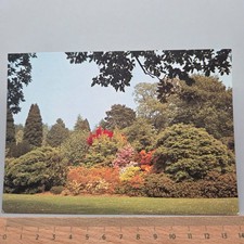 Vintage Postcard Azaleas