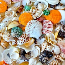 Mixed Medium Sea Shells