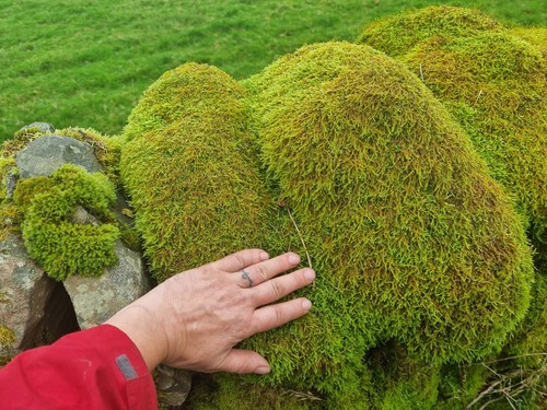 Fresh live forest carpet moss - carpet,