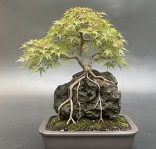 Bonsai Root Over planter