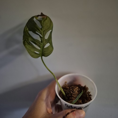 Monstera adansonii - adansonii,