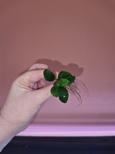 Anubias Nana Petite Live