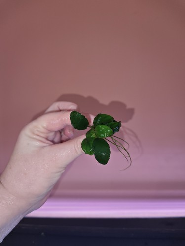 Anubias nana petite live - nana,