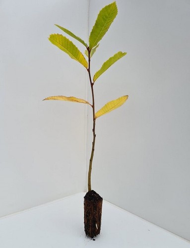 Sweet chestnut trees - 3,