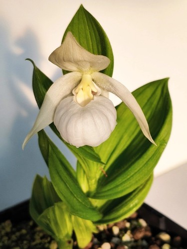 Slipper orchid cypripedium - slipper,