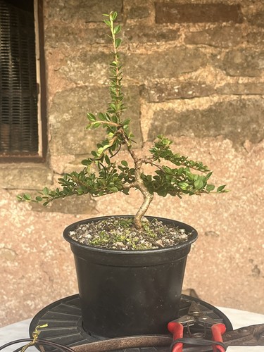 Bonsai starter cotoneaster - bonsai,