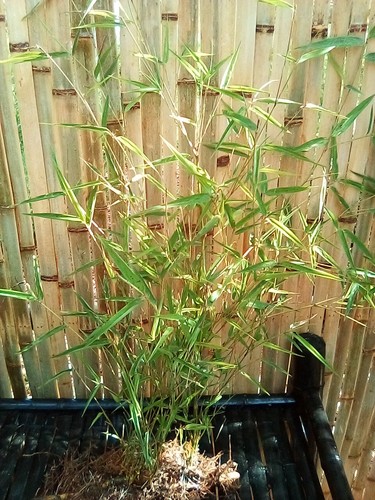 Live blue giant bamboo - giant,