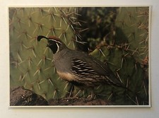 Postcard - Gambel's Quail