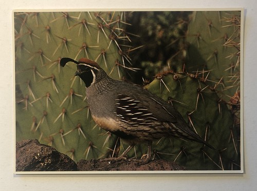 Postcard gambel s quail - postcard,
