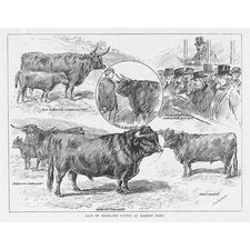 MARDEN PARK Surrey Sale of Highland Cattle - Antique Print 1892