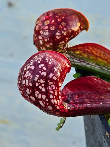Lot different varieties - lot,