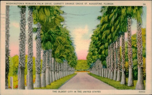 Washingtonia robusta palm - washingtonia,