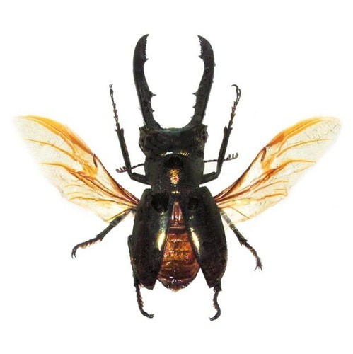 Cyclommatus metallifer stag