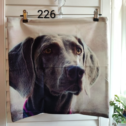 Weimaraner dog peachy - dog,