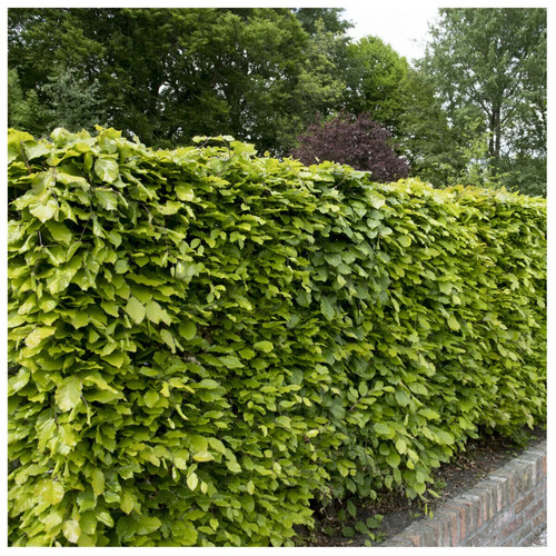 Green beech hedge - green,