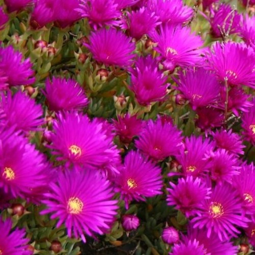 Lampranthus plug plants - plug,