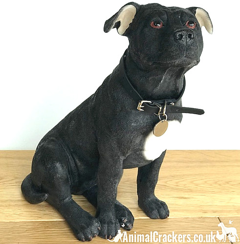 Black staffy staffordshire - black,