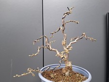 Hamamelis Bonsai Tree