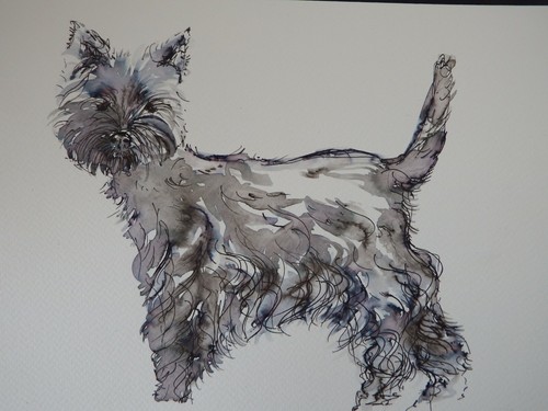 West highland terrier - west, drawing
