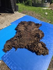 Raw Unwashed Rare Sheep Fleece