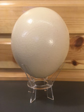 Craft Project Unique Gift Quality Ostrich Egg Blown Natural Home Decor