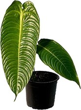 Anthurium Veitchii by LEAL PLANTS ECUADOR |Green Live House Plant for Indoors