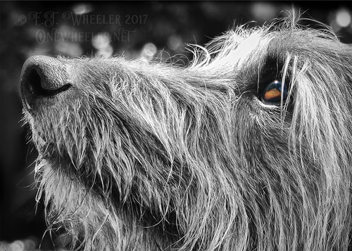 Hairy lurcher eye greeting