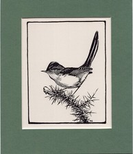 Peter Scott  ~ DARTFORD WARBLER ~ Black and White print ~ Original 1936