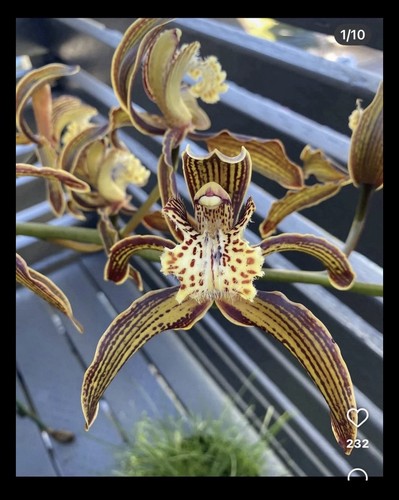 Cymbidium tracyanum tiny - cymbidium,