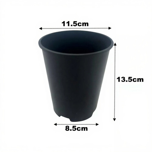 Litre deep rose plant - litre,