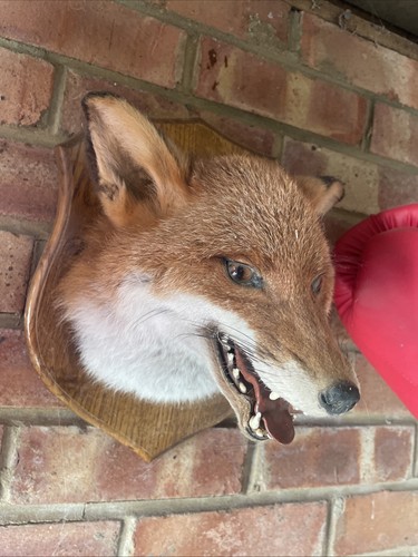 Taxidermy fox head plaque - taxidermy,