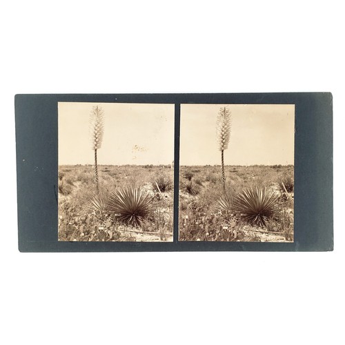 Southwestern yucca plant - southwestern,