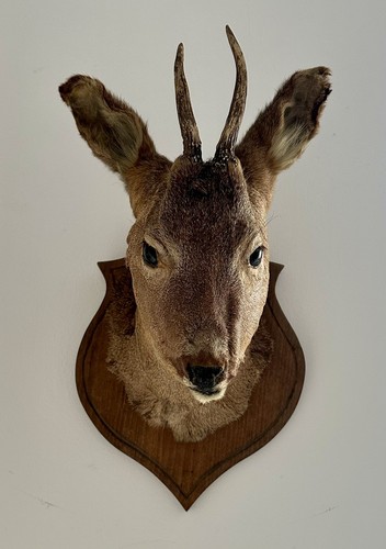 Very nice taxidermy deer - nice,