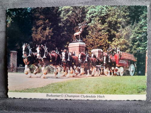 Budweiser champion clydesdale - budweiser,