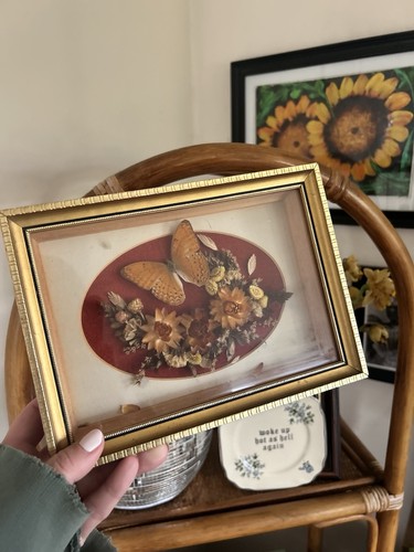 Vintage taxidermy butterfly - vintage,