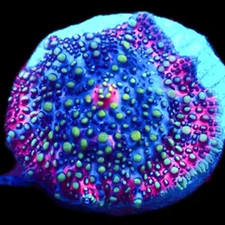 LAVA LAMP MUSHROOM - SINGLE HEAD FRAG/SOFT CORAL FRAG/CORAL/MARINE