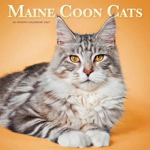 Maine coon cats - coon, calendar
