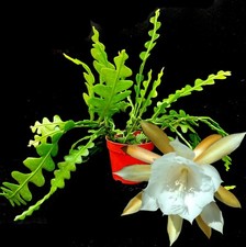 Fishbone or Orchid Cactus