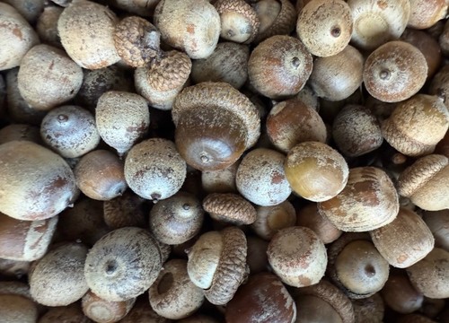 Northern red oak acorns for - oak,
