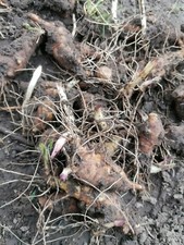 10 x Small Organic Home Grown