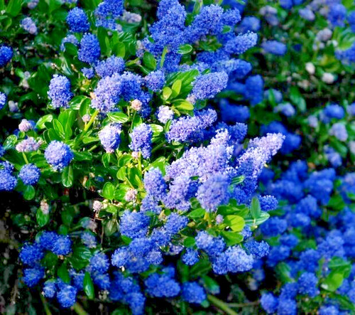 Ceanothus california lilac - ceanothus,