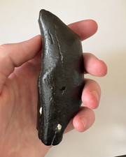 Fossil Sperm Whale Tooth