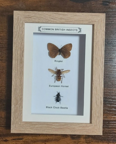Taxidermy real framed british - taxidermy,