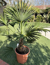 Trachycarpus Wagnerianus Palm