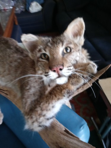 Full body cougar taxidermy - body,