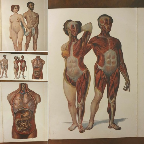 Vintage french anatomy fold - french,