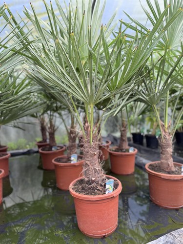 Trachycarpus fortunei fan palm - fortunei,