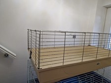 Indoor Rabbit Or Guinea Pig